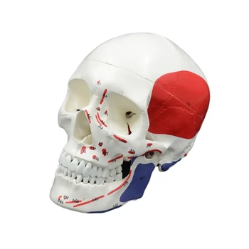 Craniu Uman Model Uman Scheletul Capului Anatomie Modelul, Dimensiunea De Viață Model De Schelet