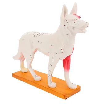 Câinele Acupoint Școală Model De Instrument De Predare Canin Corpului Acupunctura, Medicina Chineză De Formare Profesională Modele