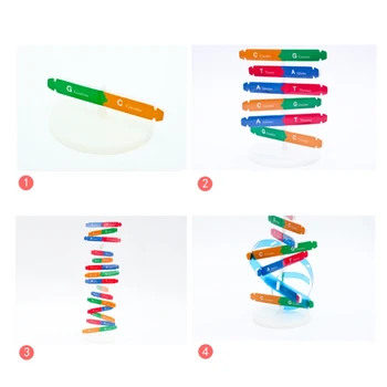 Jucarie interactiva Științe Biologice Jucărie ADN Puzzle pentru