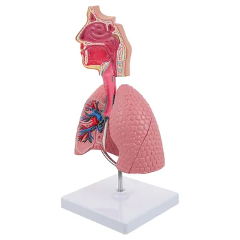 Pulmonar Respirator Anatomia Model de Sistem de Predare Umane Display model de Școală Plămâni Anatomice Inima de Învățământ Nazale Jucărie